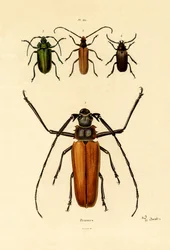 Hosszú szarvú bogarak, 1833-39