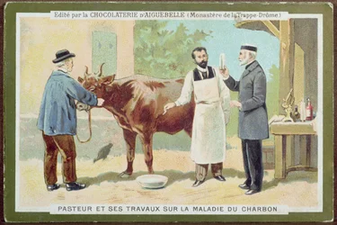 Louis Pasteur (1822-95) lépfenét vizsgál, a Chocolaterie dAiguebelle reklámkártyája