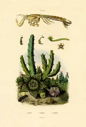 Sáska garnélarák, 1833-39