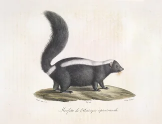 Bűzös borz. Skunk, az emlősök természetrajzából (színes litho)
