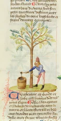 Ms Est 28 M.5.9 fol.165r Terpentin gyűjtése, Grand Herbierből, Pedanius Dioscorides (i.sz. 40-90)