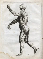 Emberi izmok - "Absztrakt anatómia, a festészet és szobrászat művészetéhez alkalmazkodó" metszet" - 1760