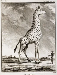 Természettudományi tábla: La Giraffe – Buffon „Természettörténet, általános és különös” c