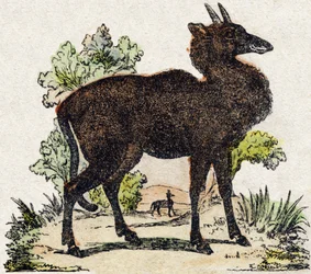Nyl-ghau (Nyl ghau, indiai állat). Metszet: „Alphabet des animaux sauvages””. 9. sorozat. Epinal, Pellerin, nyomdász-kiadó képei, 1870 körül. Metszetek fára, stencilezett. 16 oldal. Mérete: 20 x 15 cm. Magángyűjtemény
