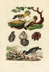 Osztriga, 1833-39