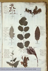 Philibert Commersons (1727-73) herbárium