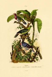Galambok, 1833-39