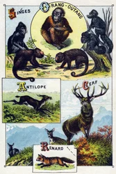 1. tábla: majmok, orangoutan, antilop, szarvas, róka. Metszet "A vadon élő állatok szótanabécéjébe". Serie A. Pellerin et Cie, nyomdászok-kiadók, Epinal, 19. század vége. Kromolitográfia. Kis 8 oldalas reklámalbum, melyben szótag és