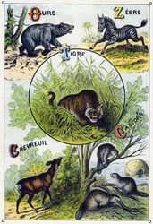 2. tábla: Medve, Zebra, Tigris, Szarvas, Hódok. Metszet "A vadon élő állatok szótanabécéjébe". Serie A. Pellerin et Cie, nyomdászok-kiadók, Epinal, 19. század vége. Kromolitográfia. Kis 8 oldalas reklámalbum, melyben szótag és kép található