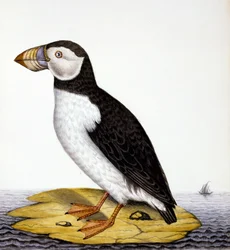 Puffin, marmon fratercula, 1840 körül (wc papíron)