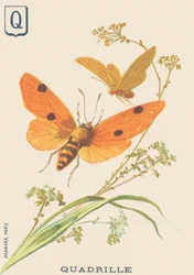 K: Quadrille (Lithosia quadra vagy Lithosie quadrille)