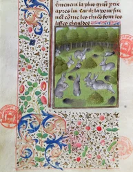 Rabbit warren, Gaston Phebus de Foix (1331-91) A vadászat könyvéből