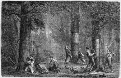 Liege tölgy kéregének visszaemlékezése (tölgy-liege). Louis Figuier 399. számú, 1864. december 3-i „” Le Monde Illustré”-ben megjelent metszete a „Növények történetében”.