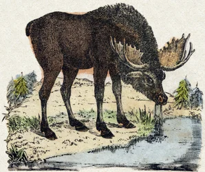 Rénszarvas. Metszet: „Alphabet des animaux sauvages””. 9. sorozat. Epinal, Pellerin, nyomdász-kiadó képei, 1870 körül. Metszetek fára, stencilezett. 16 oldal. Mérete: 20 x 15 cm. Magángyűjtemény