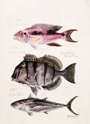 Ray Tambova Etz, 1850. o