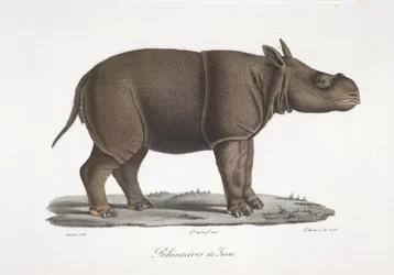 Jávai orrszarvú, az emlősök természetrajzából (színes litho)