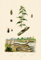 Durva bojtorján, 1833-39