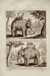 Királyi elefántok, Guy Tachard Voyage du Siam des Peres Jesuites-ból, 1688