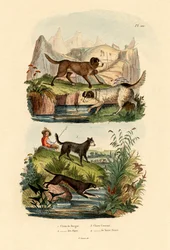 Pásztorkutya, 1833-39