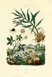 Fényes Pókbogár, 1833-39