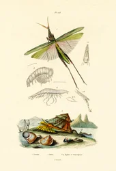 Ferde arcú szöcske, 1833-39