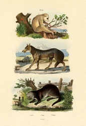 Lazamajom, 1833-39