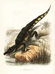 Szemüveges kajmán, kajmán krokodil