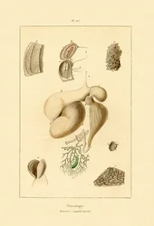 Gyomor, 1833-39