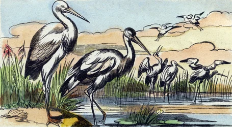 Gólya. Metszet "Buffon Alphabet des Oiseaux n 1". 3. Serie N 1. Epinal képalkotása, Epinal, 19. század vége. 16 oldal. Mérete: 28x21 cm