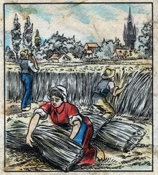 Textil, len: mezőgazdaság. Összegyűjti az ágyneműt, amely egy csomagtartóba van összeszerelve, hogy száraz legyen. Metszés. Epinális képalkotás a 19. század végén.