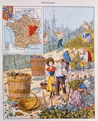 A szőlőszüret Burgundiában, illusztráció egy iskolai tankönyvből, 1910 körül