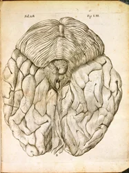 Az agy szerkezete, Rene Descartes (1596-1650) De Homine Figuris című művéből, Hágában, 1662-ben