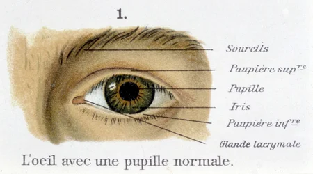 Szem normál pupillával (részlet)