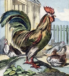 A kakas. Metszet "Buffon Alphabet des Oiseaux n 2". 3. Serie N 2. Epinal képalkotása, Epinal, 19. század vége. 16 oldal. Mérete: 28x21 cm