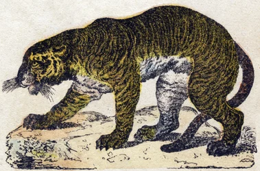 Tigris. Metszet: „Alphabet des animaux sauvages””. 9. sorozat. Epinal, Pellerin, nyomdász-kiadó képei, 1870 körül. Metszetek fára, stencilezett. 16 oldal. Mérete: 20 x 15 cm. Magángyűjtemény