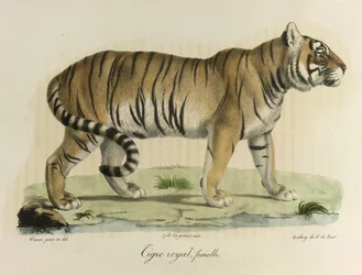 Királytigris, nőstény. Egy nőstény királytigris az emlősök természetrajzából (színes litho)