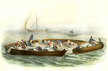Tuna fishing or magrague - Plate extracted from Histoire Naturelle by Bernard Germain de Lacepede (1856-1925), edition P.Furme, Paris