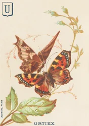 U: Urtiex (Aglais urticae vagy kis teknős)