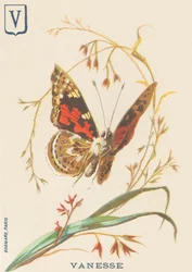 V: Vanesse (Vanessa cardui vagy steplady vagy Vanesse du Thistle)