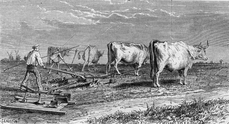 Szőlészet Medocban: a szőlő szántása az ökrök által húzott ekének köszönhetően. Metszet az 1868. január 11-i „” Le Monde Illustré”” 561. sz.