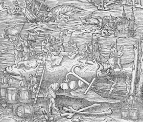 Bálnavadászat, illusztráció a "Cosmographie Universelle"-ből, szerző: Andre de Thevet