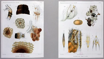 Pasteur a selyemhernyó betegségéről szóló munkáját bemutatta a Tudományos Akadémián.