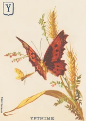 Y: Ypthime (Apatura ilia vagy Lesser Mars változó)