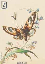 Z: Cikcakk (Lymantria dispar vagy disparate Bombyx)