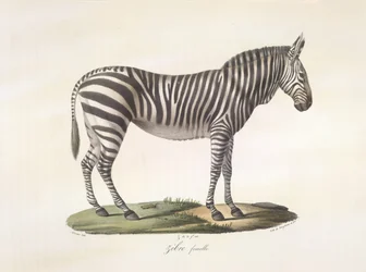 Női zebra. Nőstény zebra, az emlősök természetrajzából (színes litho)