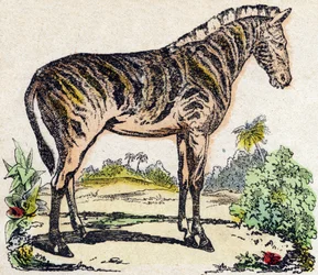 Zebra. Metszet: „Alphabet des animaux sauvages””. 9. sorozat. Epinal, Pellerin, nyomdász-kiadó képei, 1870 körül. Metszetek fára, stencilezett. 16 oldal. Mérete: 20 x 15 cm. Magángyűjtemény