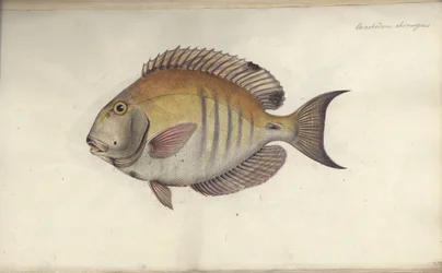 Chaetodon chirurgus, 1787 előtt