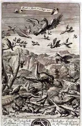 Változatos madarak, illusztráció az 1. könyv 7. részéből, Anthony Le Grand „A filozófia alapelvei” 20. fejezetéből, vésette Johannes Kip (1652/3-1722)