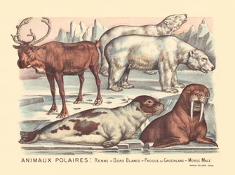 14. oldal: Jegesállatok: rénszarvas, jegesmedvék, hárfafóka, hím rozmár