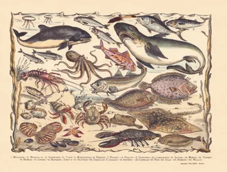 16. oldal: Medúza, delfin, hering, tonhal, makréla, cápa, márna, polip, szardínia, homár, tintahal, tőkehal, rombuszhal, szakáll, rák, Bernard remete, osztriga, fésűkagyló, asztéria, csempe, rája, nyelvhal, homár, kagyló